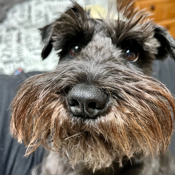 Meet your Posher, Angélique - Picture 1 of 1